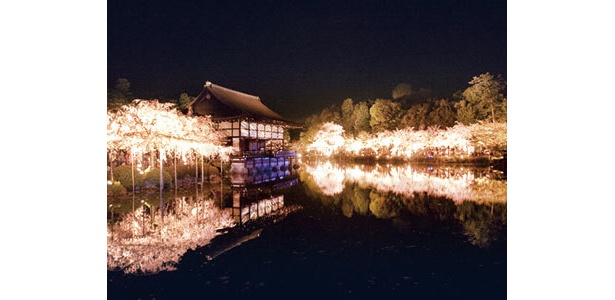 夜桜おすすめスポット：「泰平閣」からの池／池の中ほどにある、泰平閣（橘殿）から、コンサートの舞台である貴賓館を見た様子。池に映る桜と貴賓館はうっとりするような美しさ