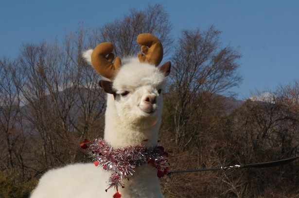 【写真を見る】アルパカにトナカイの角！案外似合っているかも!?