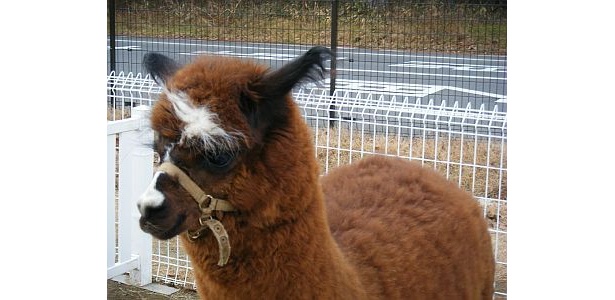 話題のアルパカもやってくる！