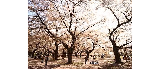 都内有数！こんなに密集して桜が咲く小金井公園もピンク色に