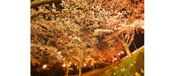 昼より幻想的なのが、夜桜の魅力