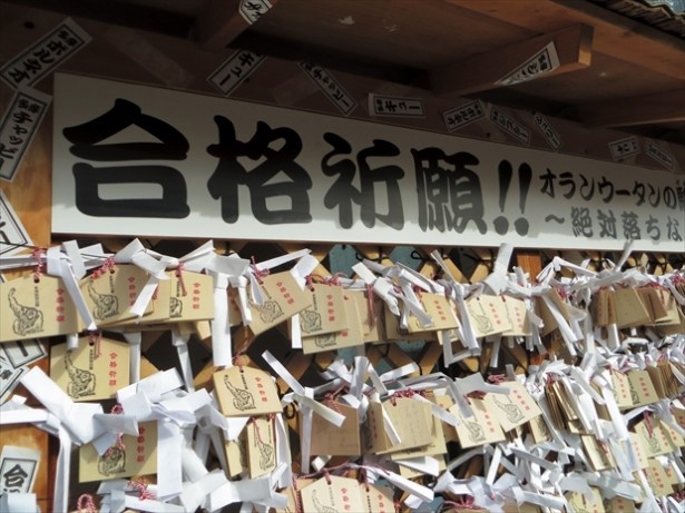 ｢落ちないオランウータンにあやかり合格祈願｣を実施中の「東京都多摩動物公園」