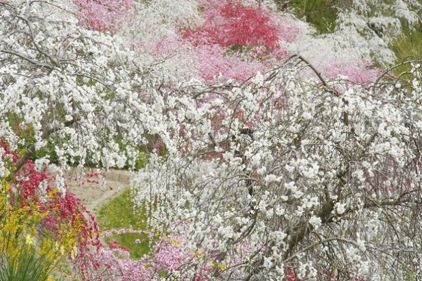上中のしだれ桜もたのしみ！
