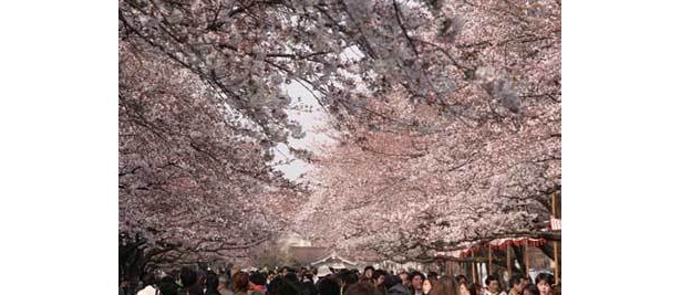 まるで桃色の空！上野恩賜公園の桜並木　〜他の“パワースポット桜”の写真はコチラから〜