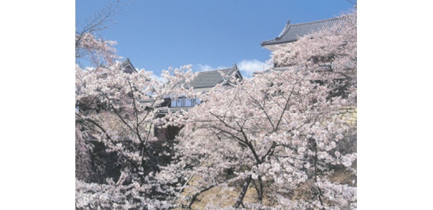 高田公園の夜桜から上田城跡・松本城と信越の桜の名所を巡り、話題の「越後上越　天地人博」も見学できる大満足のコース
