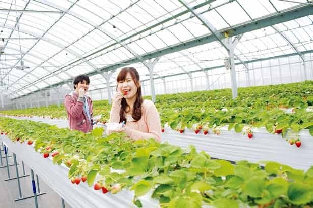 さまざまな品種のいちご狩りがあるぞ！