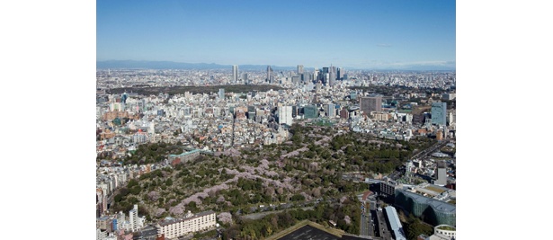 上空218mからの桜！「天空のお花見」スポット発見