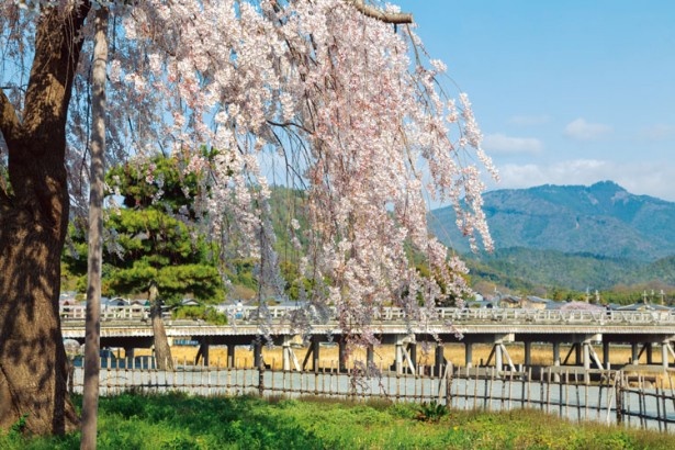 【3/11（火）発売！】関西ウォーカー最新号は“桜”特集！