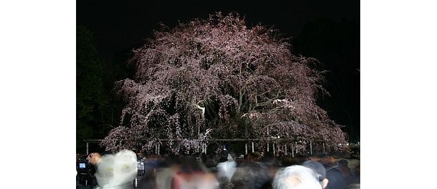 夜桜はやっぱり幻想的！　六義園の夜桜
