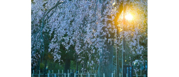 【京都お花見レポート】いよいよ本番！京都の桜をプロが撮り下ろし！〜嵐山・平野神社編
