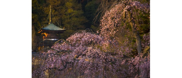 【嵐山】「刺すような朝陽のほうがきれいな桜が撮影できるんですよ」写真家・サダマツヨシハルさん※2009年3/26撮影　〜他の写真はコチラから〜