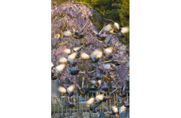 【嵐山】「ハトに餌を上げているおばさんがいて、たくさんのハトが集まっていました」写真家・サダマツヨシハルさん※2009年3/26撮影