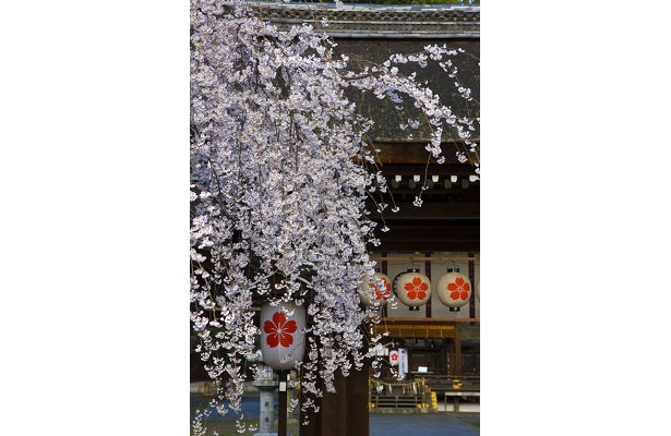 画像4 6 京都お花見レポート いよいよ本番 京都の桜をプロが撮り下ろし 嵐山 平野神社編 ウォーカープラス