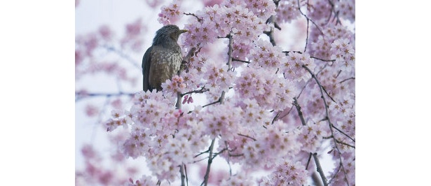 【平野神社】「朝早くの撮影だったので、人気はなかったですが鳥がすでにお花見をしていました」写真家・サダマツヨシハルさん※2009年3/26撮影