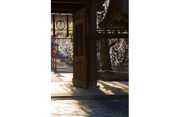 【平野神社】「ひっそりとした神社で撮影していると荘厳な気持ちになります」写真家・サダマツヨシハルさん※2009年3/26撮影