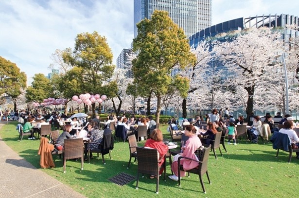 首都圏で楽しめる桜祭りを紹介！