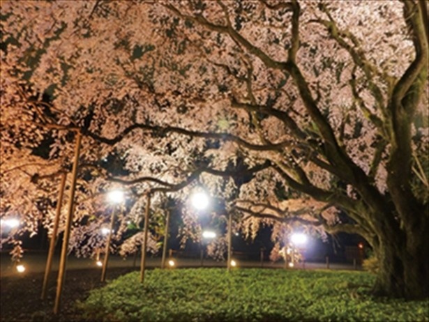 【写真を見る】六義園では、高さ15m、幅20mのしだれ桜がライトアップ！