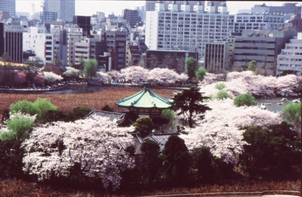 うえの桜まつりは上野・上野恩賜公園で開催