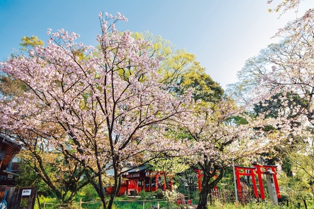 平野神社