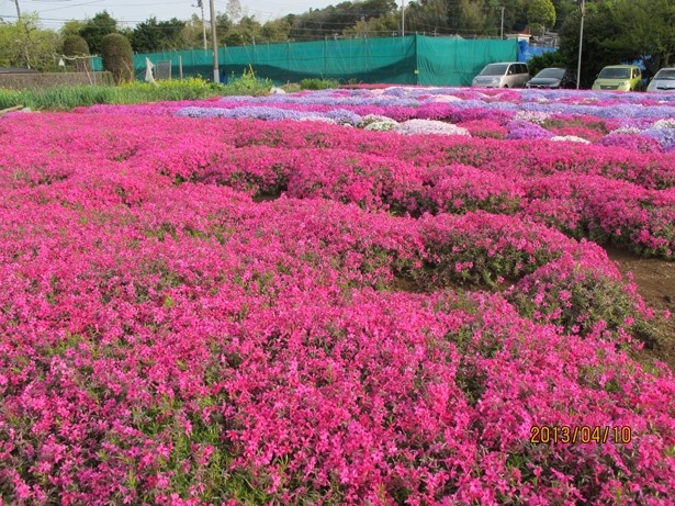【区内町ご用達商店街inヨコハマ】中山駅から徒歩5分で芝桜のじゅうたんに出会える