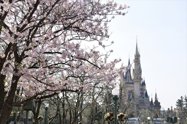 東京ディズニーランドのパークインフォメーションボード裏に立つソメイヨシノ