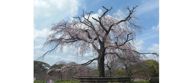 取材を受けた3/28は急に冷え込み、円山公園はまだまだ咲き始めでした