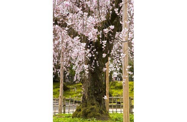 【京都お花見レポート】いよいよ本番！京都の桜をプロが撮り下ろしレポート！円山公園編