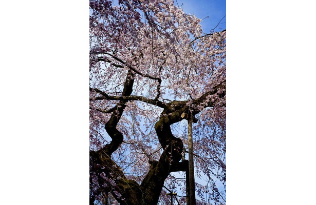 「樹齢81年のシダレ桜が有名ですが、年を追うごとにあまりうまく咲かなくなってきているのが残念。ほかにもシダレ桜がきれいに咲いてました」（サダマツ談）