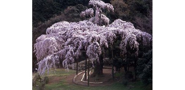長興山紹大寺のしだれ桜は、4月中旬が見ごろ　（写真提供：日本観光協会）
