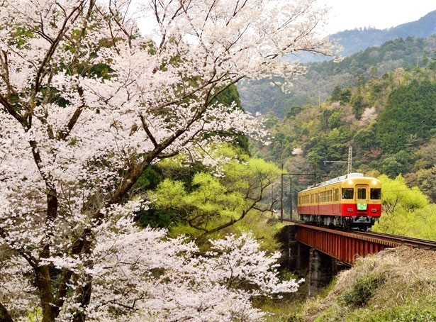 静岡県の大井川鐵道井川線では車窓から満開の桜が楽しめる