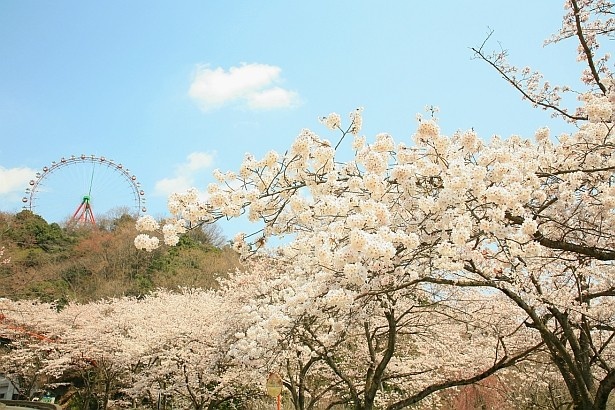お山のかんらんしゃ(500円)の標高は420m。観覧車から見下ろす桜も見事！