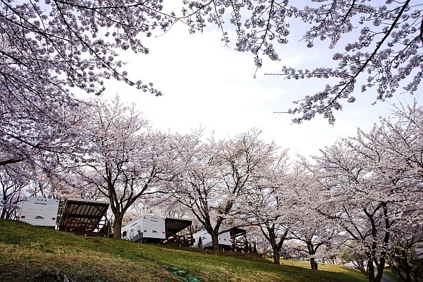 斜面を埋め尽くす2000本の桜が咲き誇る