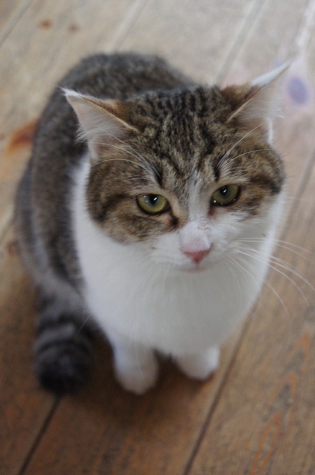 kinako