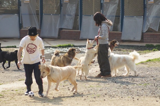 dogrun