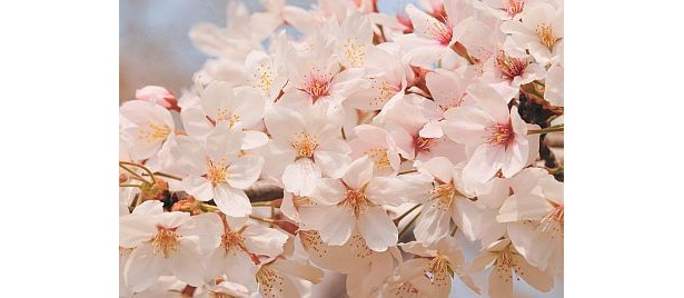 こんな美しい桜に出会いたいですね！