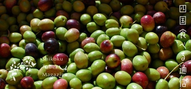 お菓子やお茶、化粧品にも使われる自慢のオリーブ