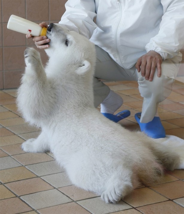 白浜のアドベンチャーワールドでは、昨年11/21に生まれたホッキョクグマの赤ちゃんのミルクタイムが見られるように！