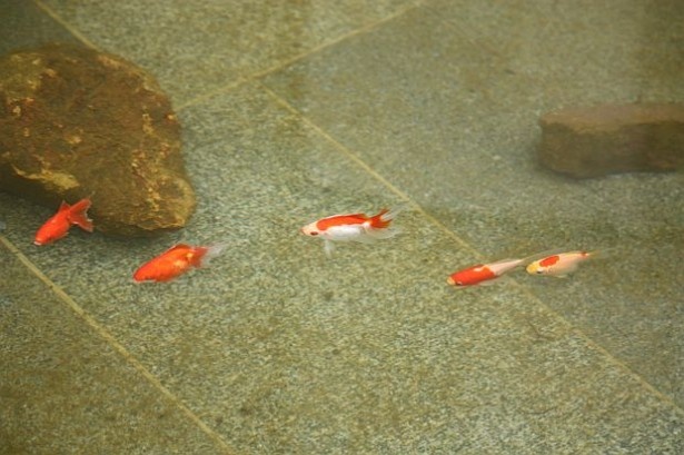 エントランス前の池で可愛い金魚を発見