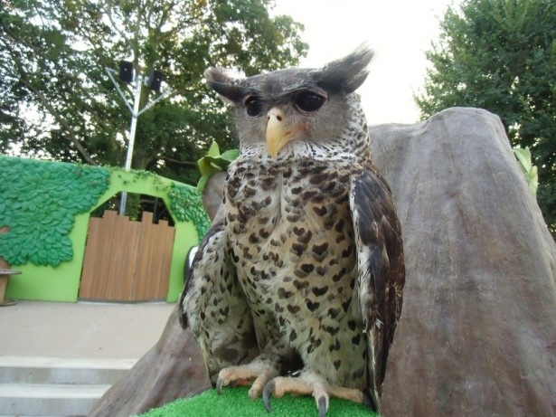 ハートの模様がとてもキュートなネパールワシミミズクのファービー君