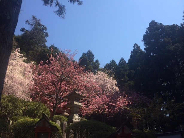 桜が見頃の鞍馬山
