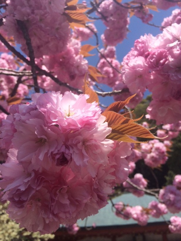 鞍馬の八重桜が満開