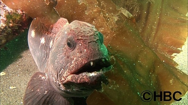 アイヌは神の魚と呼んだオオカミウオ
