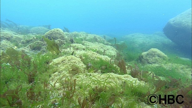 春の海。海藻が一斉に芽吹く。コンブも鮮やかな萌黄色の若芽を出す