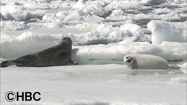 春間近。氷上でゴマフアザラシの子育てが。まもなく流氷に乗って沖に去って行く