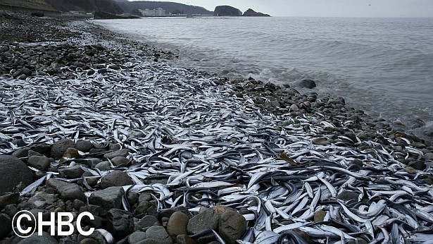 ウトロの浜に打ち上がったサンマの死骸。写真は2006年のもの