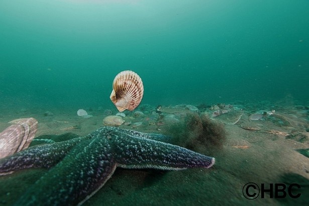 海の中の生き物も風景も、季節によって劇的に変化する