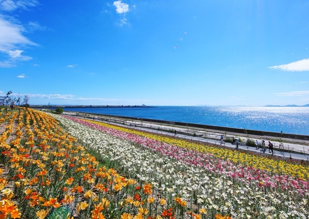 画像4 6 関西ウォーカー最新号5 火 発売 初夏の風物詩 近場で観られるホタル 花畑スポットを大特集 大阪 市内から片道60分以内のドライブコースも ウォーカープラス