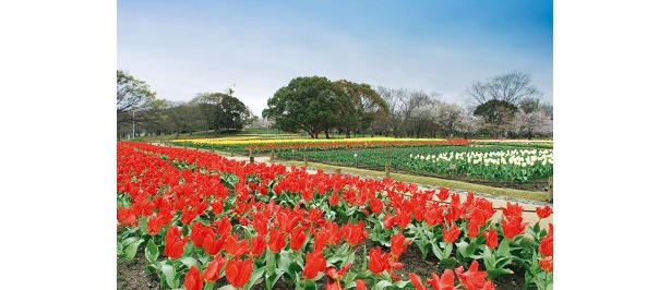 万博記念公園のチューリップの花園では、色とりどりのチューリップ10万5千球が咲き誇る