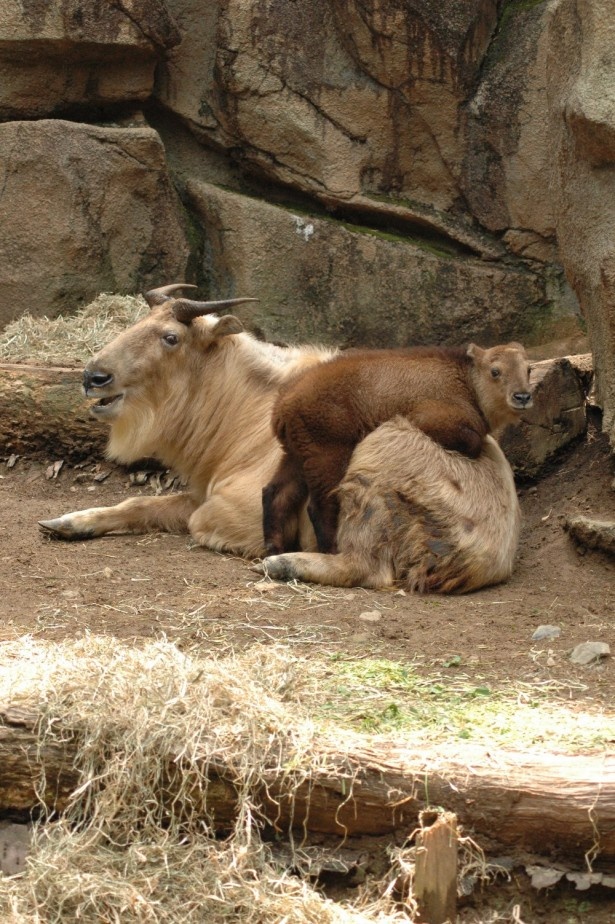 可愛い姿に癒される！多摩動物公園で動物の赤ちゃんを公開中