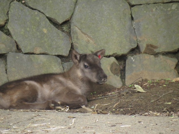 画像2 4 可愛い姿に癒される 多摩動物公園で動物の赤ちゃんを公開中 ウォーカープラス